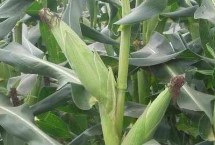 军育668玉米栽培技术要点，品种株型紧凑