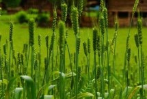 宛1393小麦栽培技术要点，每亩适宜基本苗16～20万