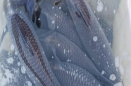 青鱼生活在多深的水层，属于淡水鱼