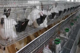 兔子从出生到繁殖需要多长时间，要不定期的给兔舍进行消毒