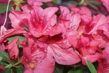 四季杜鹃的产地，除新疆和宁夏外各省区均有分布