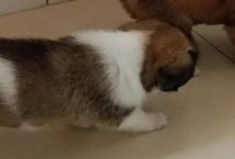 为什么狗狗一到晚上就哼哼唧唧，可能是焦虑、压力、饥饿等导致