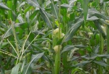 广糯9号玉米栽培技术要点，抗病性接种鉴定高抗小斑病