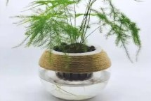 水培文竹的整形方式，是水培中的佳品