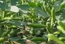 蚕豆亩产多少斤，每年5月份可上市