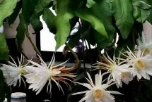 昙花的养护方式，花期应注意保持充足的光照