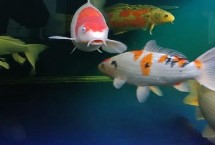 几月份可以停止对锦鲤喂食，水温过低或缺氧均会导致