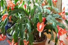蟹爪兰打花苞后如何浇水，可使用磷钾肥