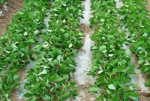 绥农76大豆栽培技术要点，在适应区五月上旬播种