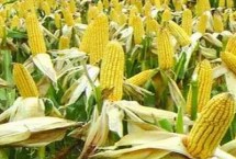 齐单6号玉米种基本信息，东北华北春玉米区出苗至成熟127天