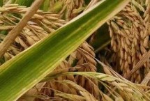 越香稻水稻栽培技术要点，综合防治病虫害