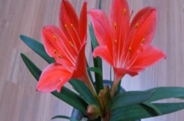 紫根兰的生长习性，适合用深盆