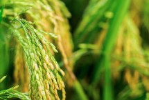 锦花优627水稻栽培技术要点，综合防治病虫害