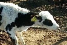 牛犊拉血的原因，可能是胃部疾病或寄生虫多导致的