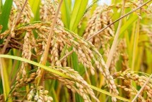 富稻84水稻栽培技术要点，该品种主茎12片叶