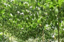 罗汉果如何防虫，种植前需进行土地深翻和施肥