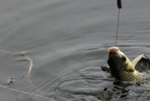 夏天如何野钓鲫鱼，立漂、七星漂均可选用