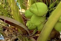 海南文昌的特产，文昌鸡是国家地理标志产品