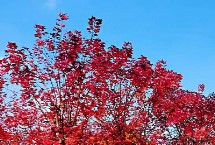 形态特征，是生长最快的枫树品种