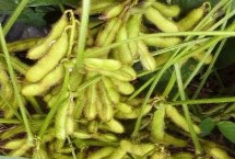 菏豆36号大豆栽培技术要点，夏播生育期平均100.5天