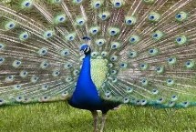 蓝孔雀可以私人养殖吗，养殖场应远离城镇、铁路、工厂