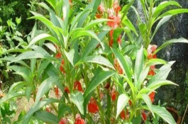 凤仙花的生长条件，养护过程中保持土壤微湿即可