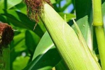 辽玉9004玉米栽培技术要点，中抗灰斑病