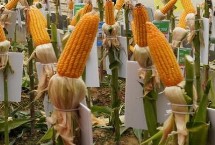 地膜玉米播种时间，推荐这6款