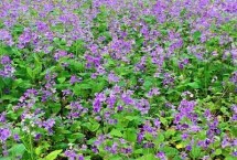 二月兰的价格，通常在0.15-0.25元一株