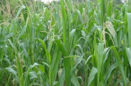 32D22玉米品种基本信息，32D22玉米种子简介