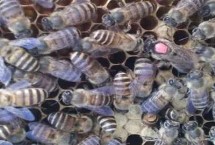 长白山中蜂的优点，吉林、辽宁等地的蜂场有