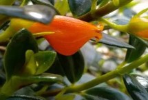 形态特征，属多年生草本植物