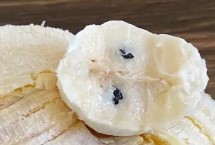 香蕉是果实还是种子，野生的香蕉种都是有种子的