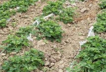 地膜花生生长期多少天，不宜重茬