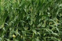 H1862玉米栽培技术要点，适宜密度为5000株/亩左右