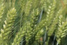 中育1686小麦栽培技术要点，半冬性品种