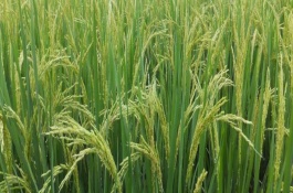 宜优1659水稻栽培技术要点，作晚稻种植6月上中旬播种