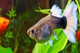 孔雀鱼怎么交配，每隔1个月左右繁殖一次