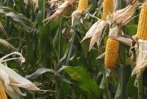 吉农大366玉米栽培技术要点，中抗大斑病