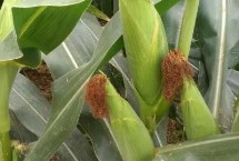 康农2号玉米栽培技术要点，亩密度3500株左右