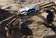 如何判断河里有无螃蟹，食性较杂荤素兼食