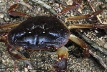 山螃蟹有没有寄生虫，主要分布在我国华北、华东地区