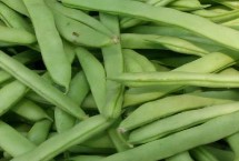 四季豆的种植方法，可春播和秋播