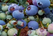 蓝莓树苗几月份种植成活率高，一天需要6-16小时左右的光照