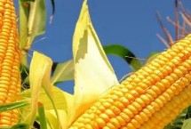 华玉518玉米栽培技术要点，适宜播期6月上中旬