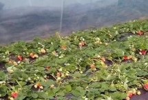 施肥方法，种植期间要控制好温湿度