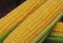 秋田311玉米栽培技术要点，适宜密度为每亩5000株左右