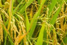 中科盐12号水稻栽培技术要点，粳型常规水稻品种