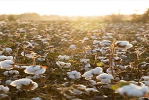 浙大11号棉花栽培技术要点，应适时播种