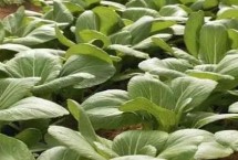 油菜几叶可以打除草剂，首先应选择抗病品种